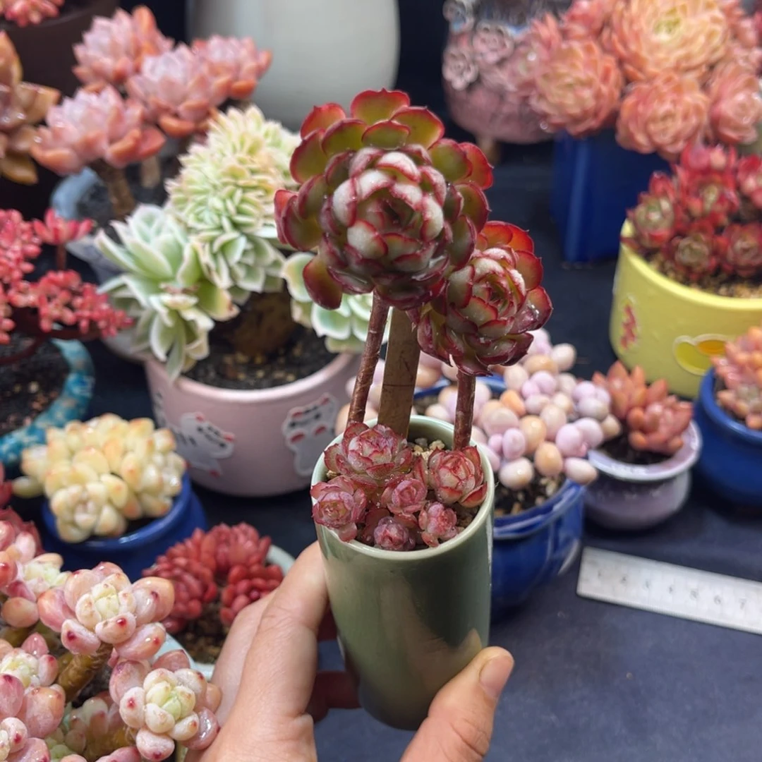 @****梦幻玫瑰 六公分