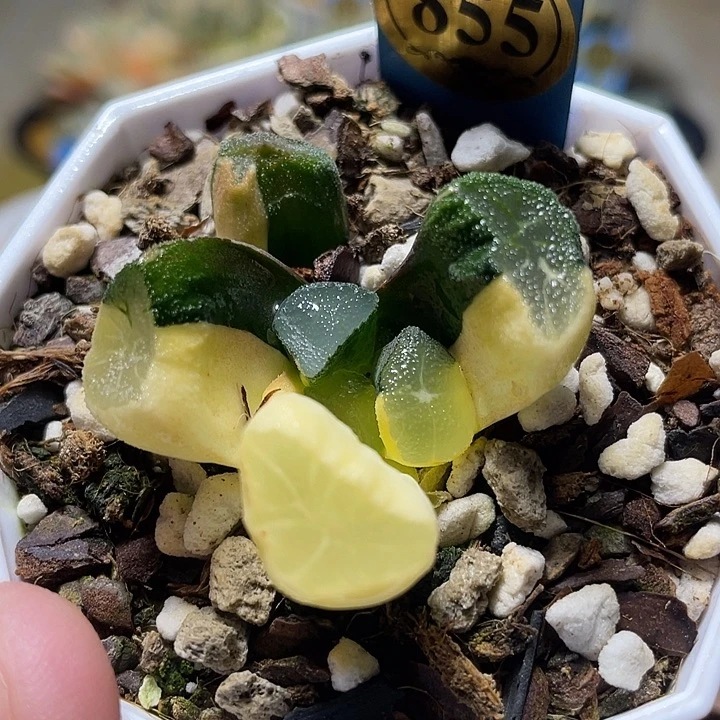 855獅子神萬象錦特選福利群