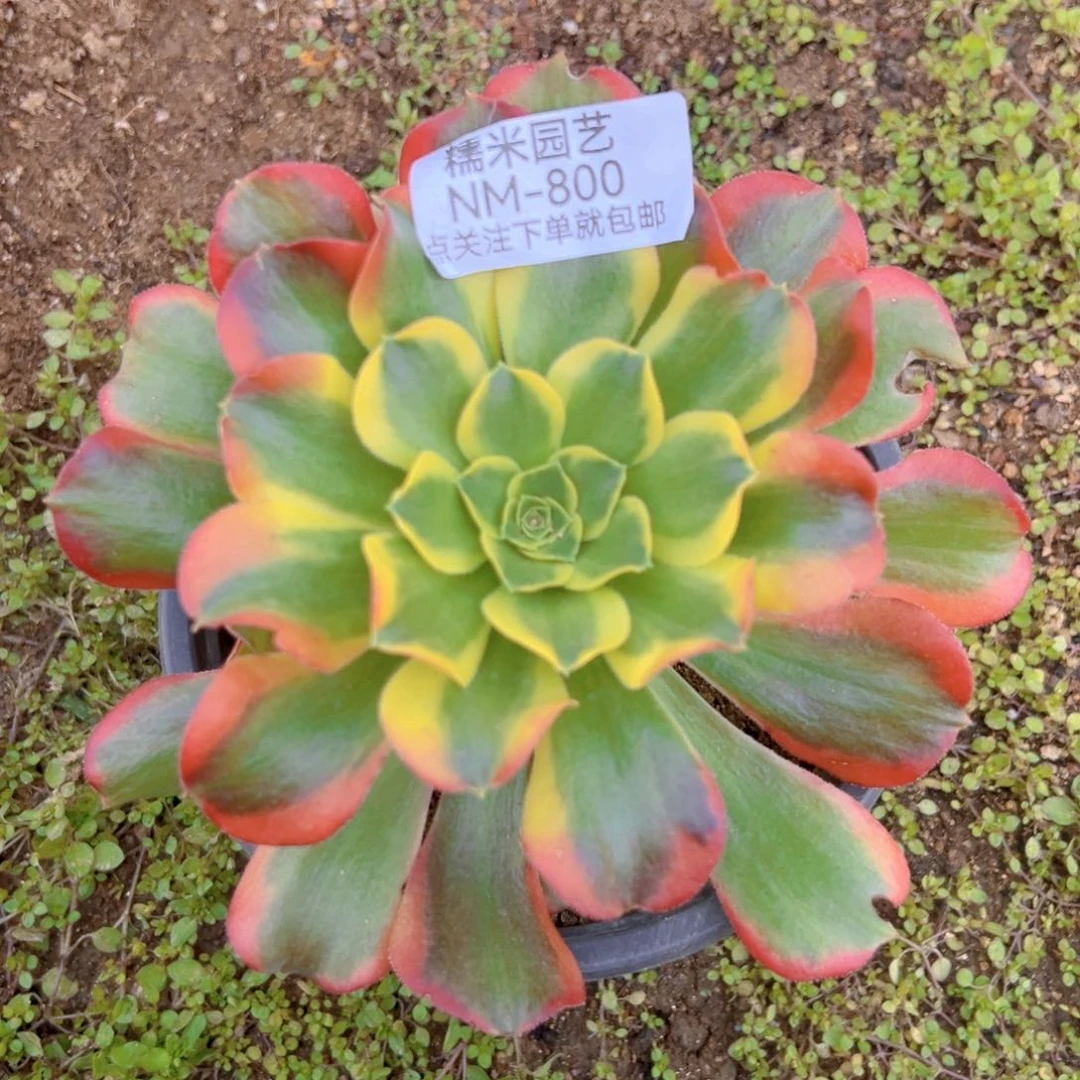 特斯拉多肉植物800