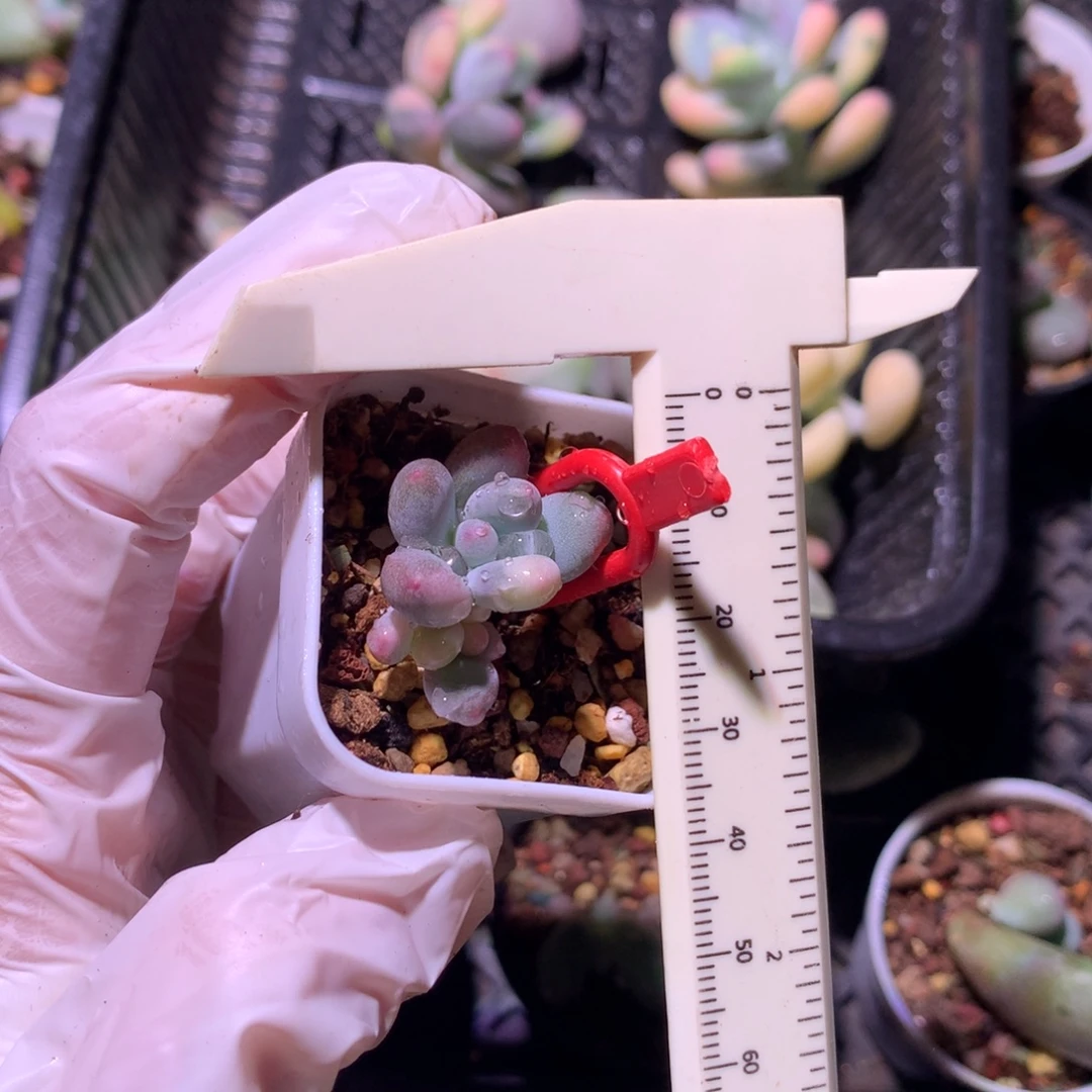 y***ᐝ奶酪多肉奶酪多肉哦