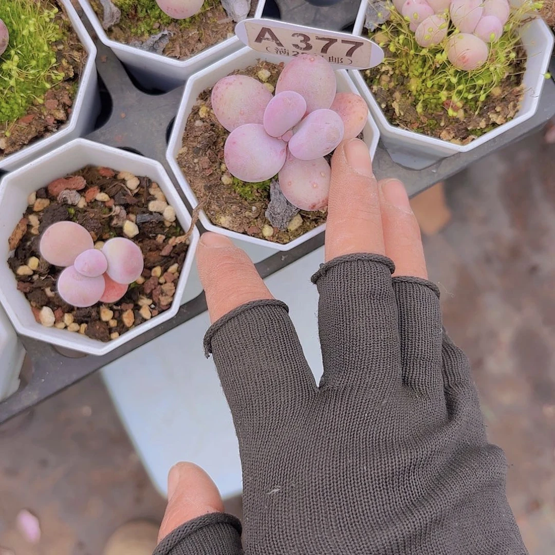 十*✨A377奶酪一物一拍