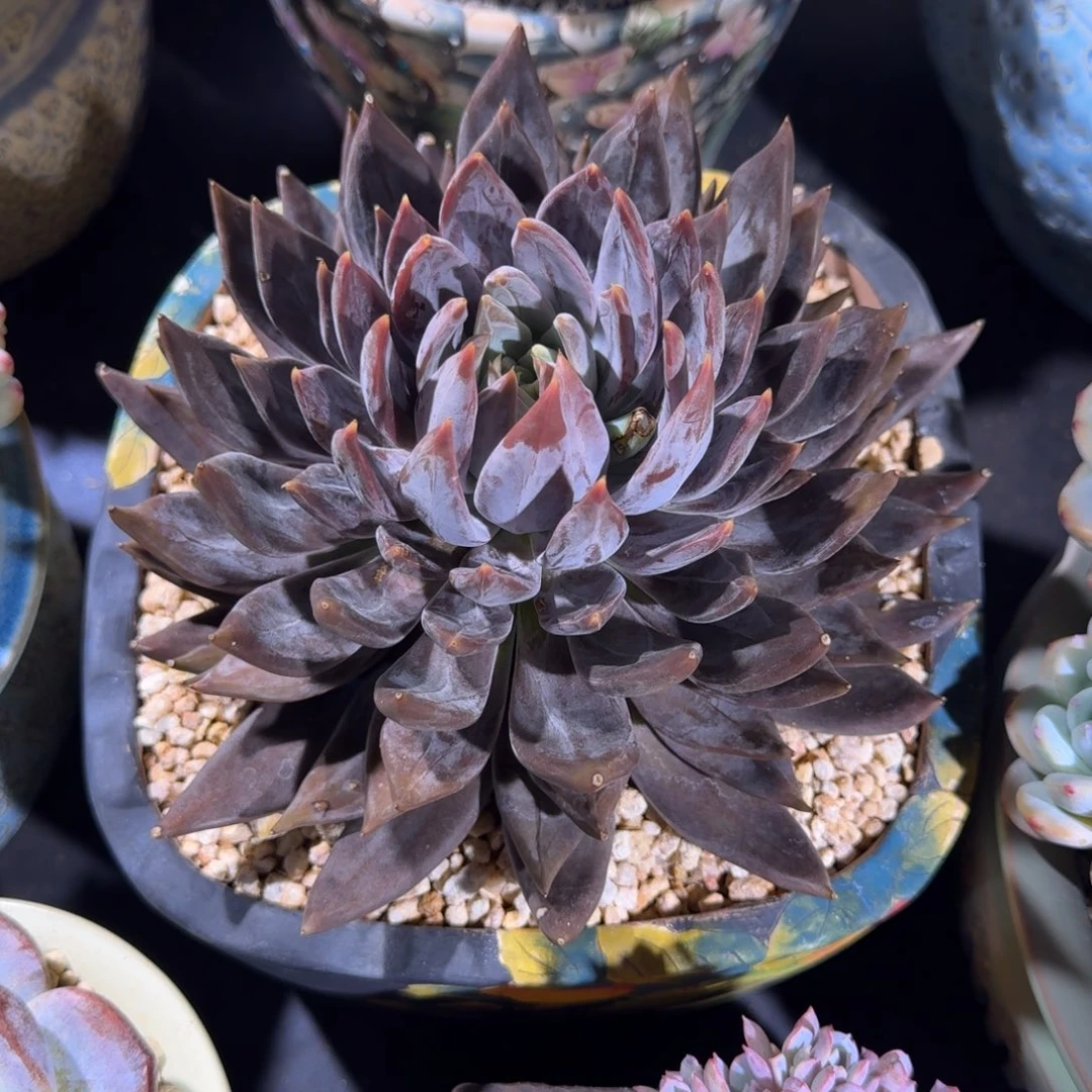 战神 单头 一物一拍