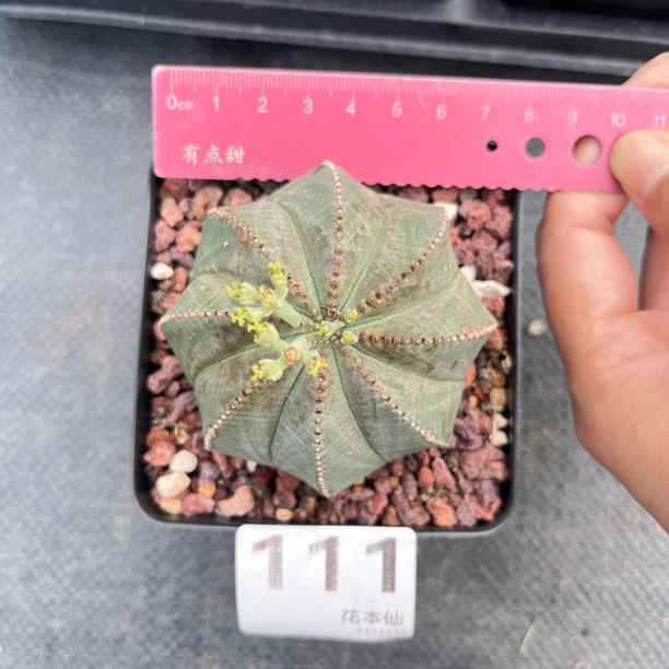 精品大号布纹球一物一拍