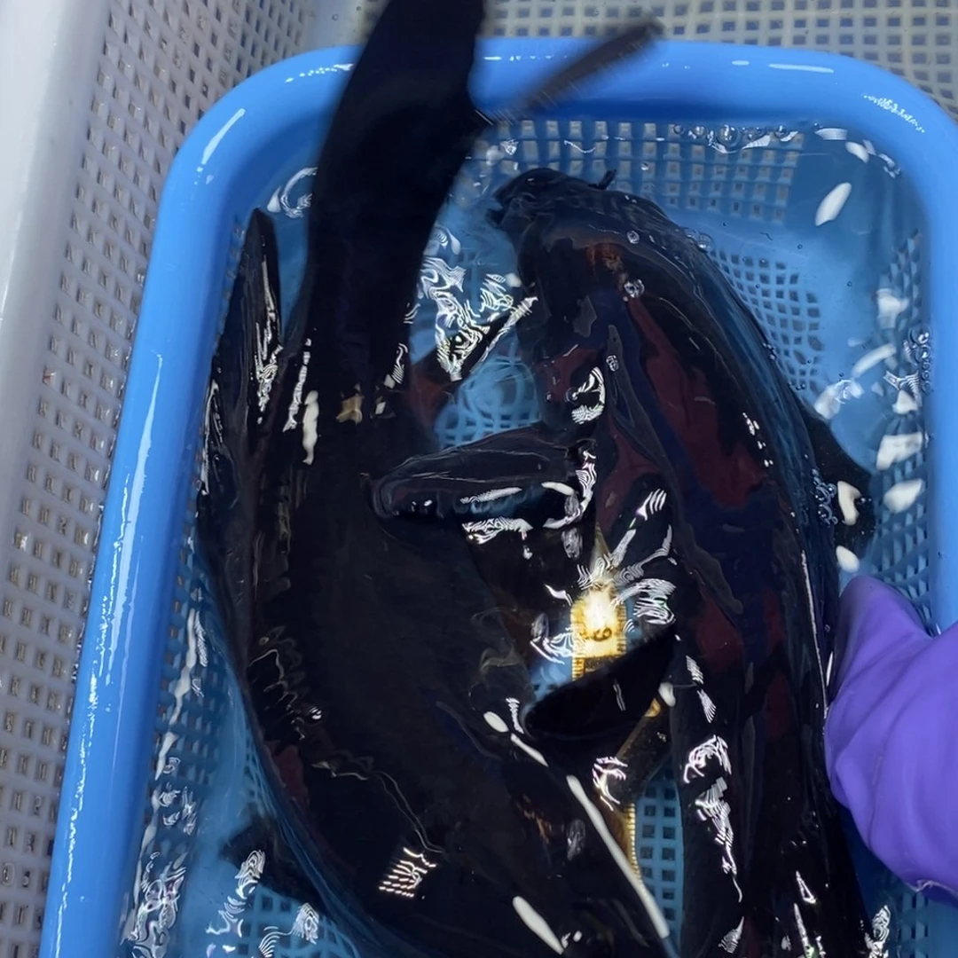 锦鲤冷水锦鲤包邮
