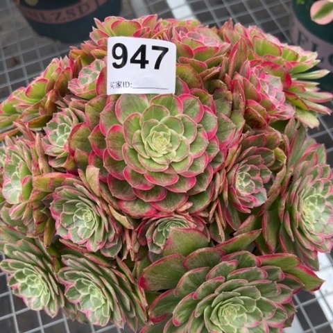 947莲花23厘米左右