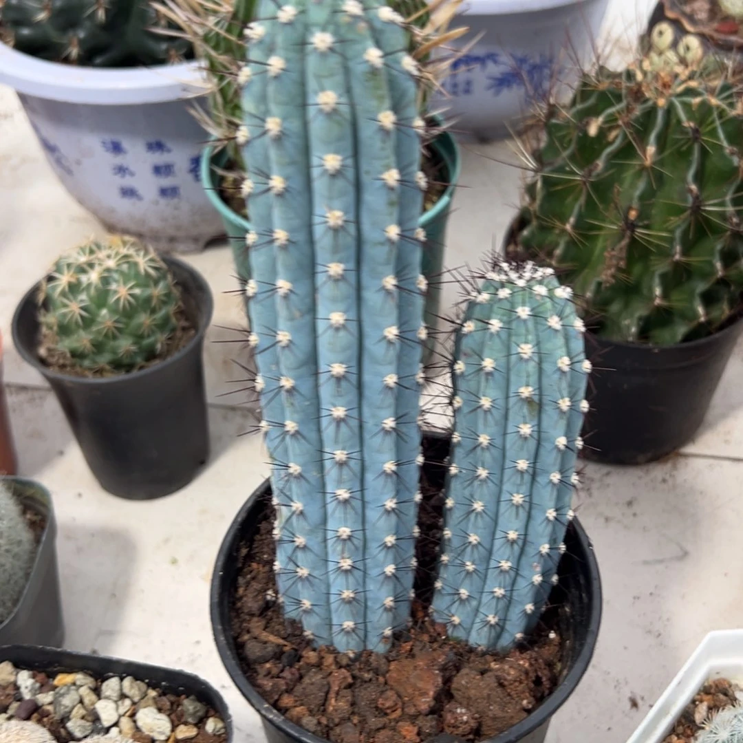 鸡腿柱瑕疵随机一颗。