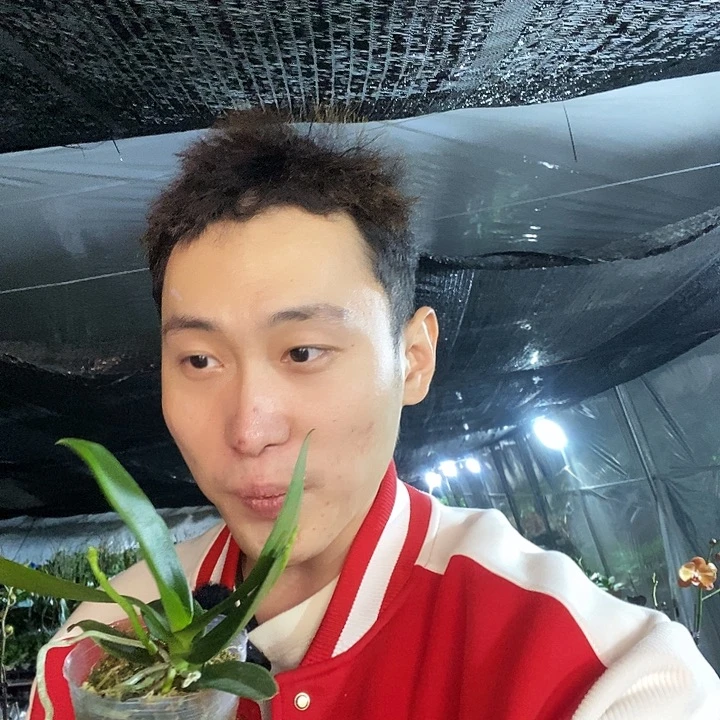 无花朵黄粉三太子