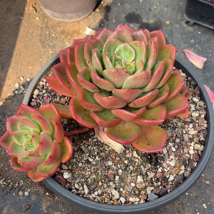 芳*57 000000000000