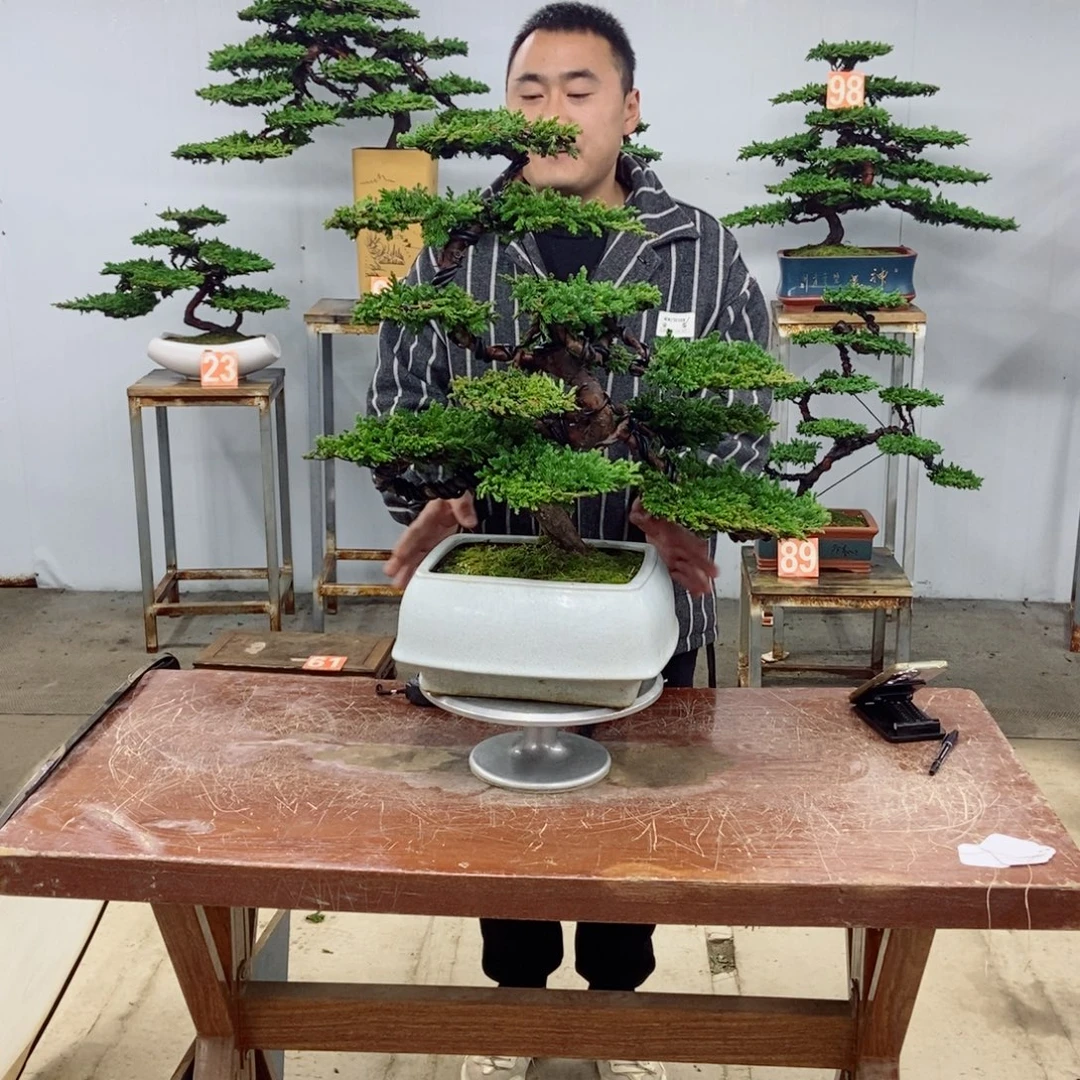 无花朵珍珠柏盆景