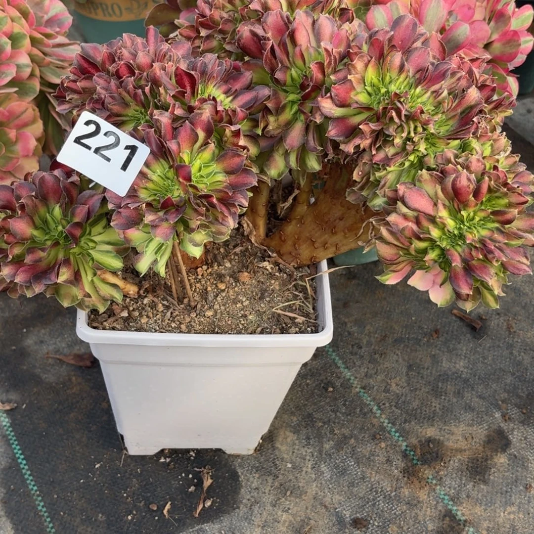 221韶华坠多肉植物福利