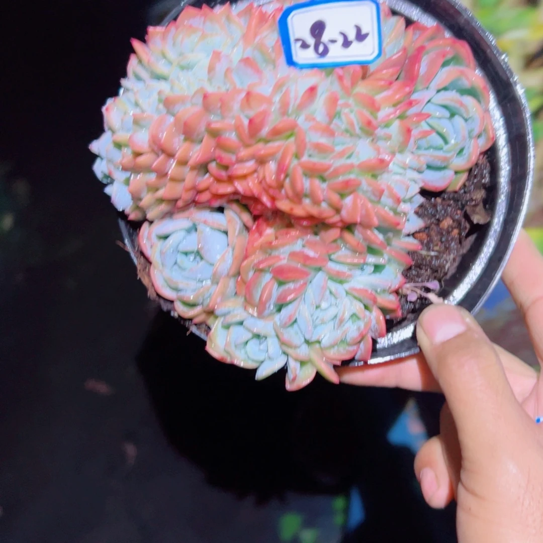森***＊精品多肉植物老桩缀
