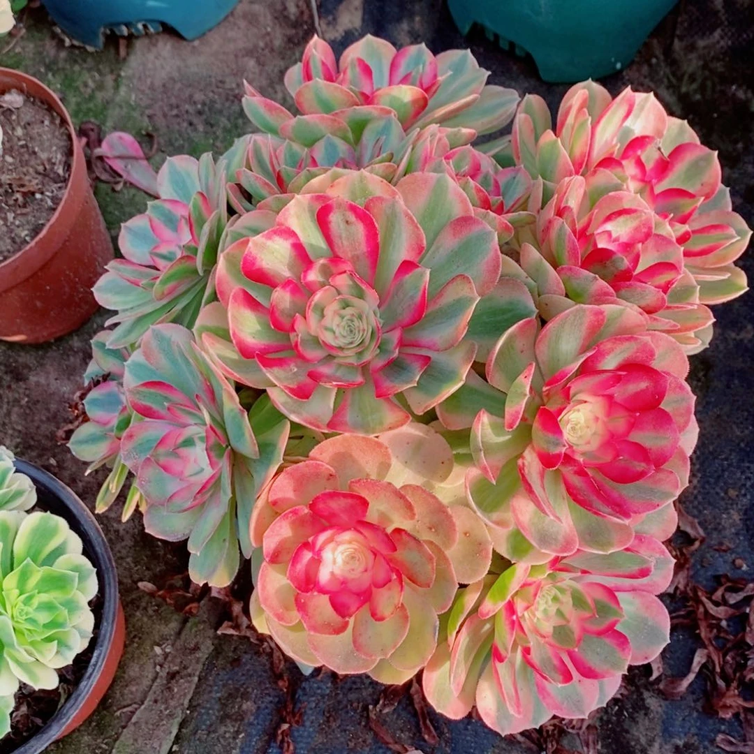 完全开放万白多肉多肉1颗多肉