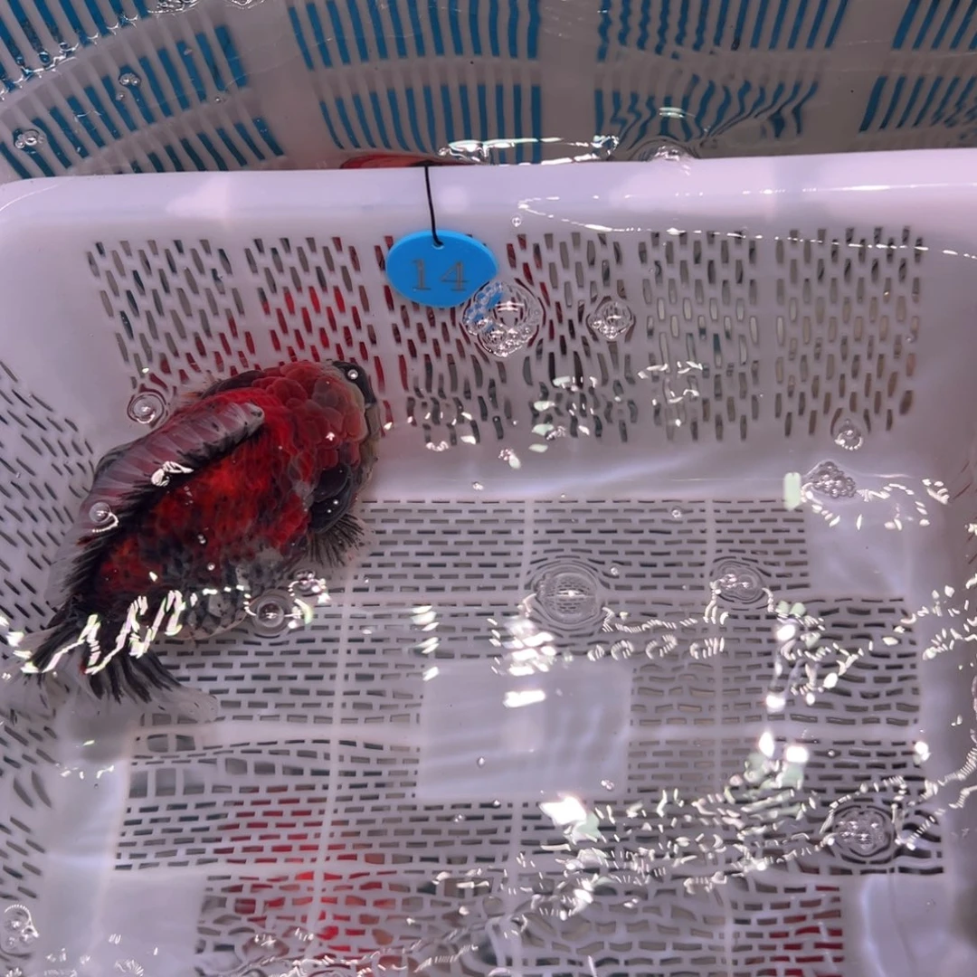 懒***i金鱼你好吗我好想你啊