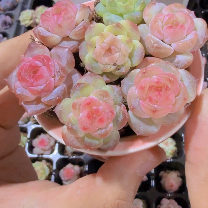 七彩冰魄王炸五颗一组