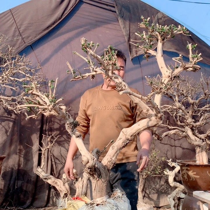 湖***）全部花朵金银花88888