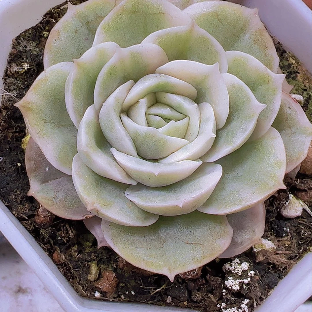 昂斯诺锦19包邮堆肉