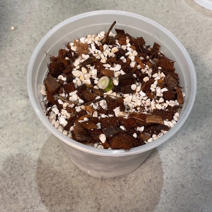 完全开放绿雪两芽