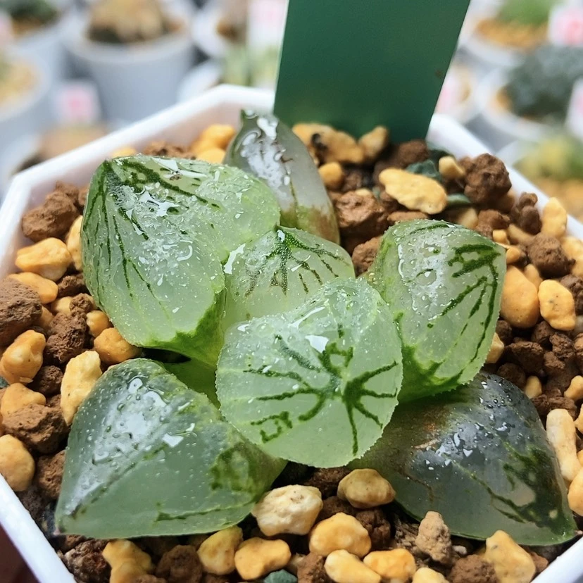 【闪购商品】杨贵妃153