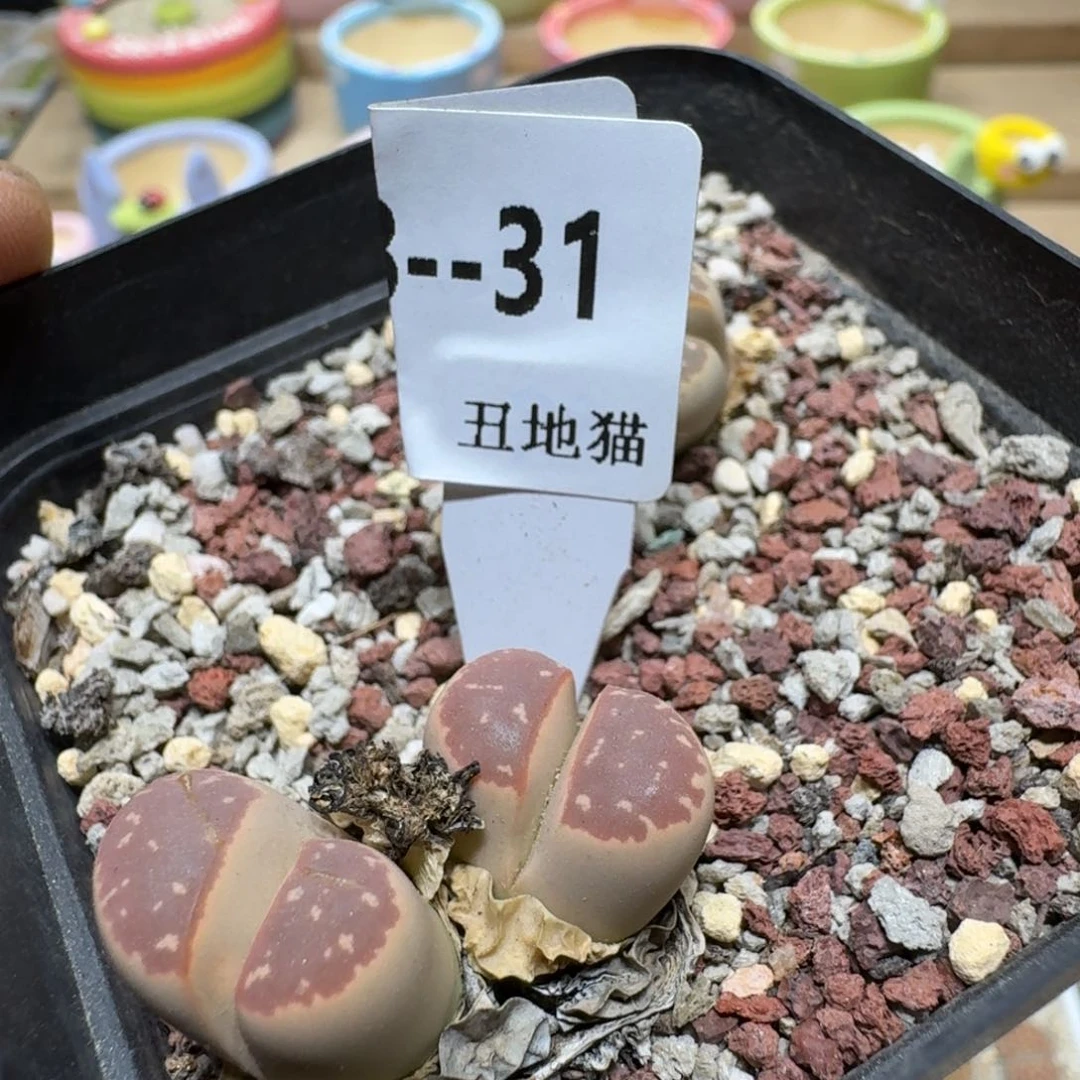 M***i0628-031生石花橄榄