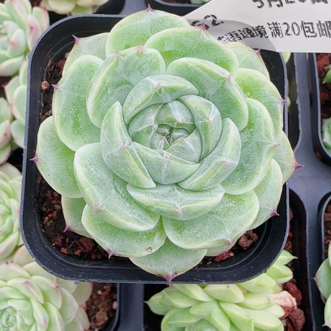 a**a花语逸镜0526-62