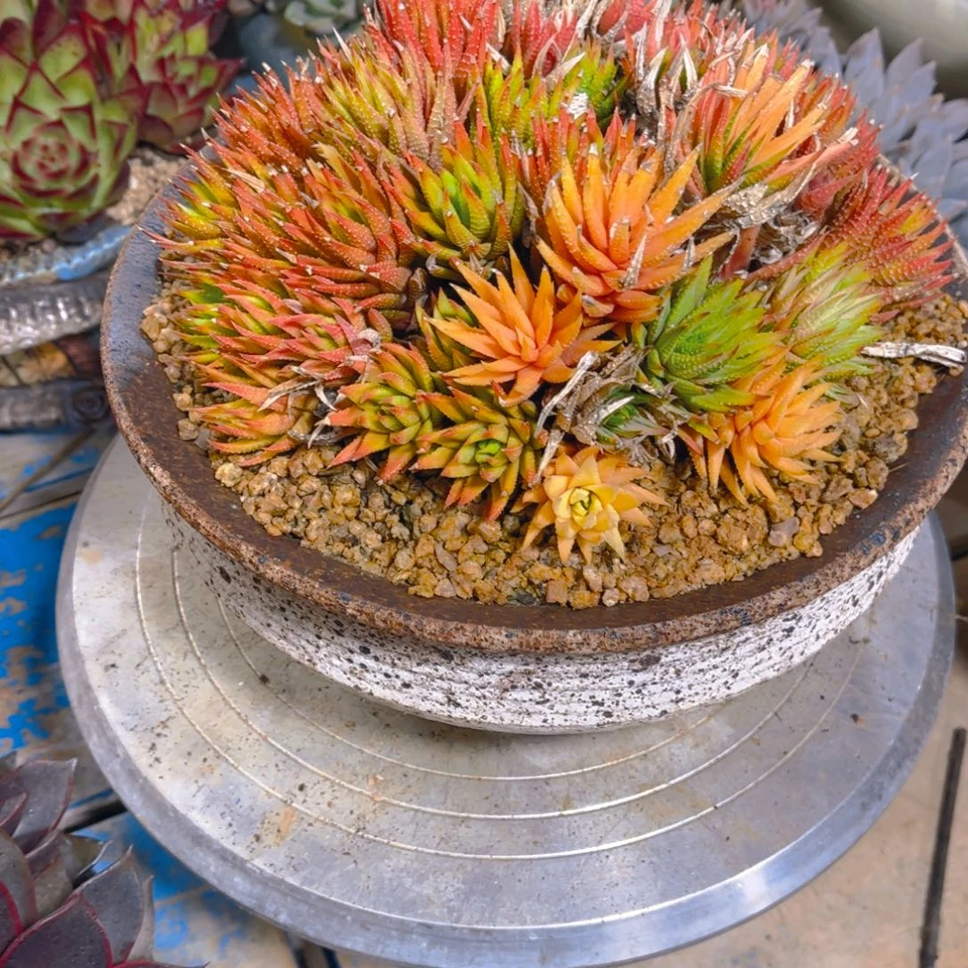 森***＊多肉植物保护研究所所长的