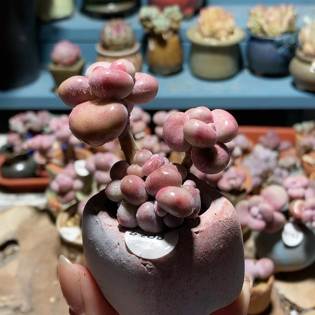 5206糖果腰子蛋带盆土