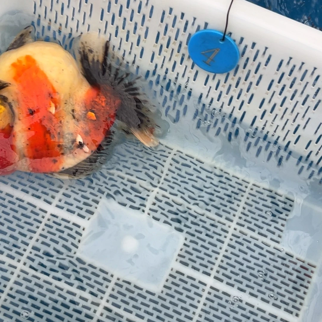 天***天金鱼你好吗我好想你