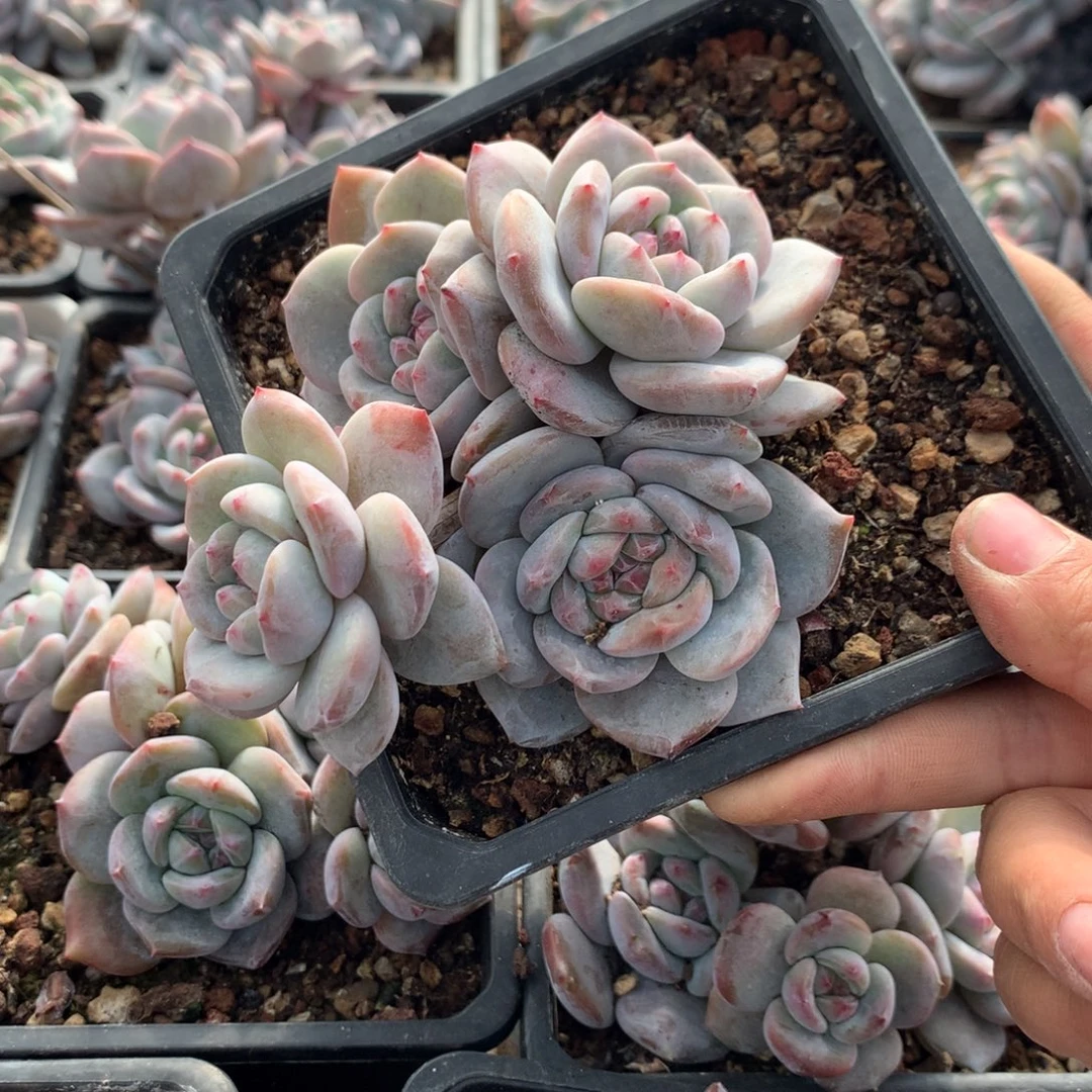 哈哈哈哈哈哈哈哈1