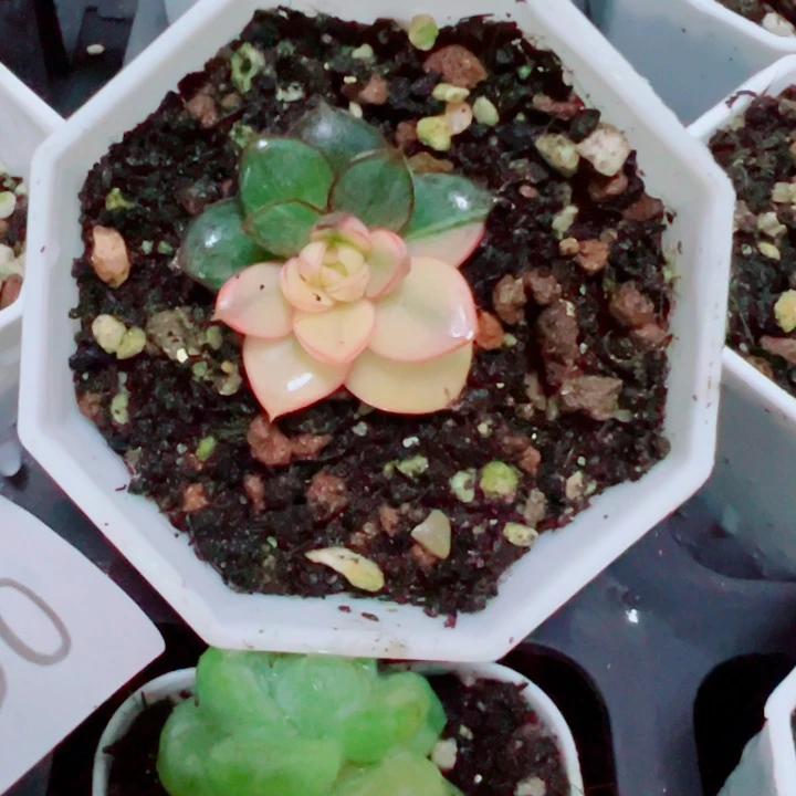 麒麟座锦多肉植物量