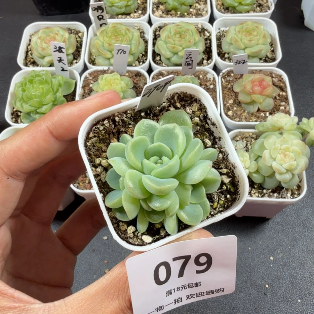 甜心2909帕帕拉恰079