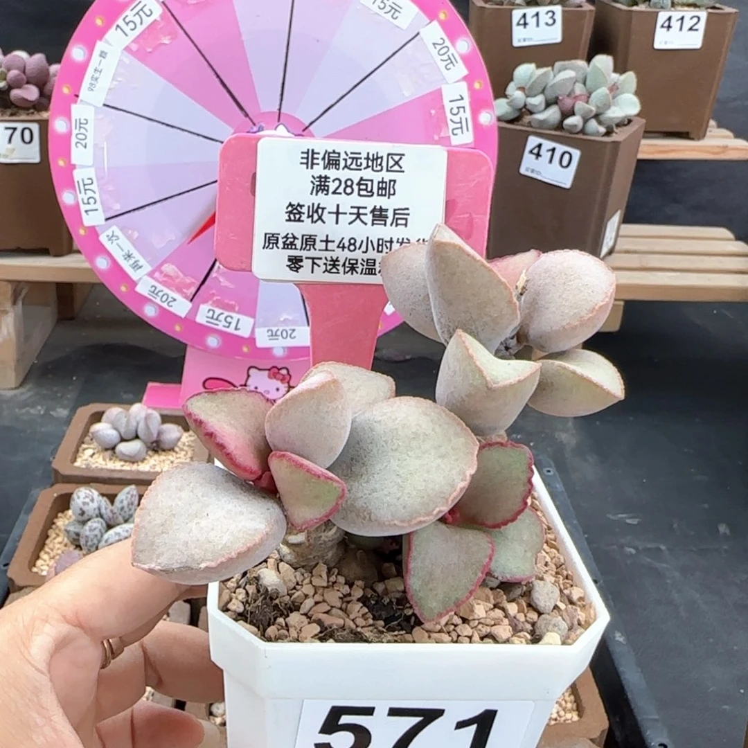 571金牛座多肉植物