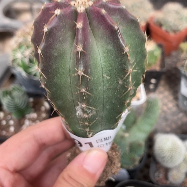 571仙人球植物植物