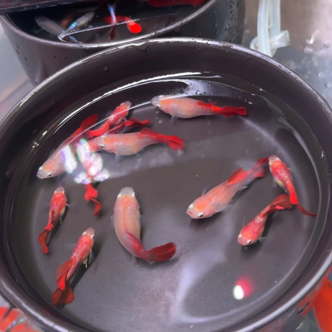 孔雀鱼黄爆球4➕2备损