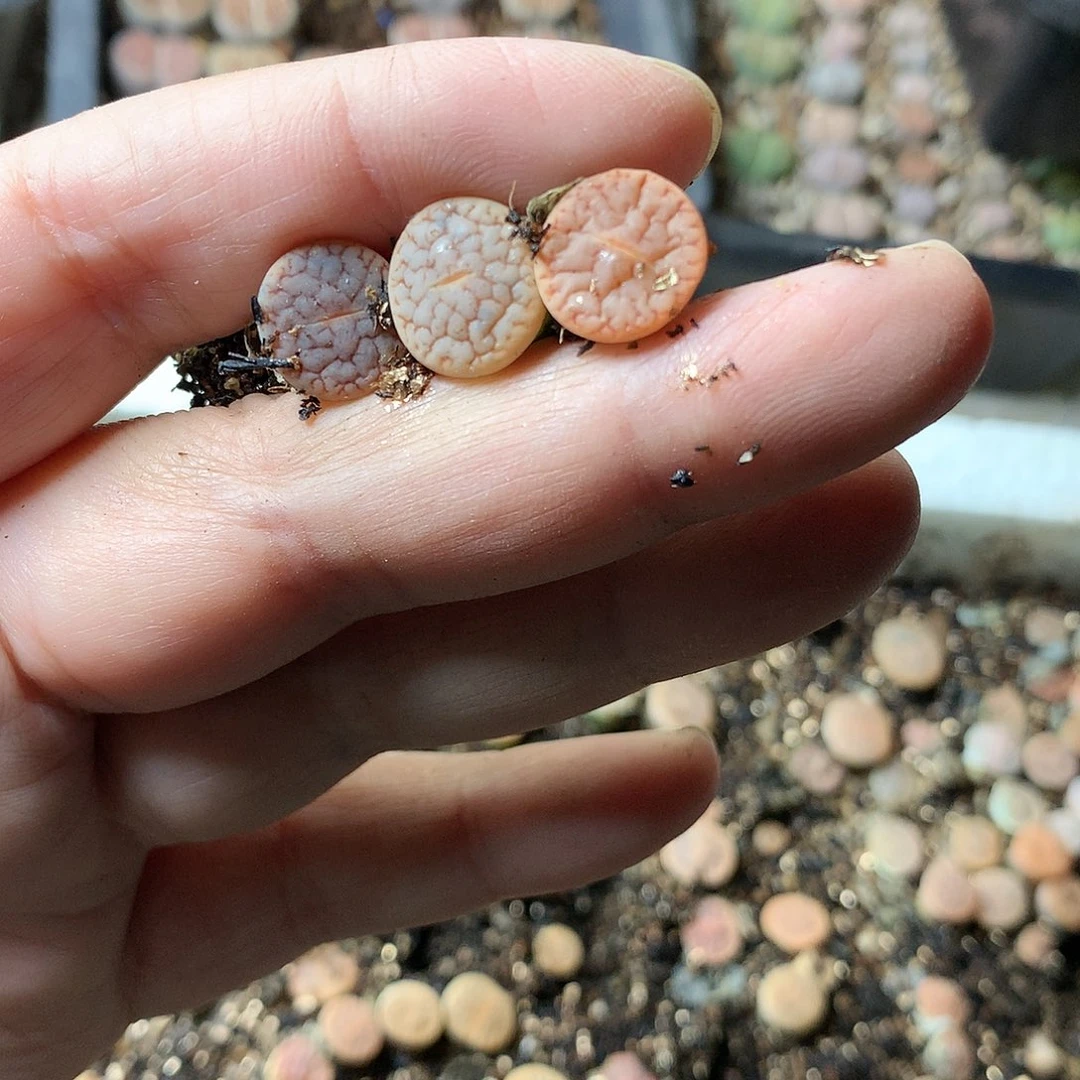 T319多肉植物保护