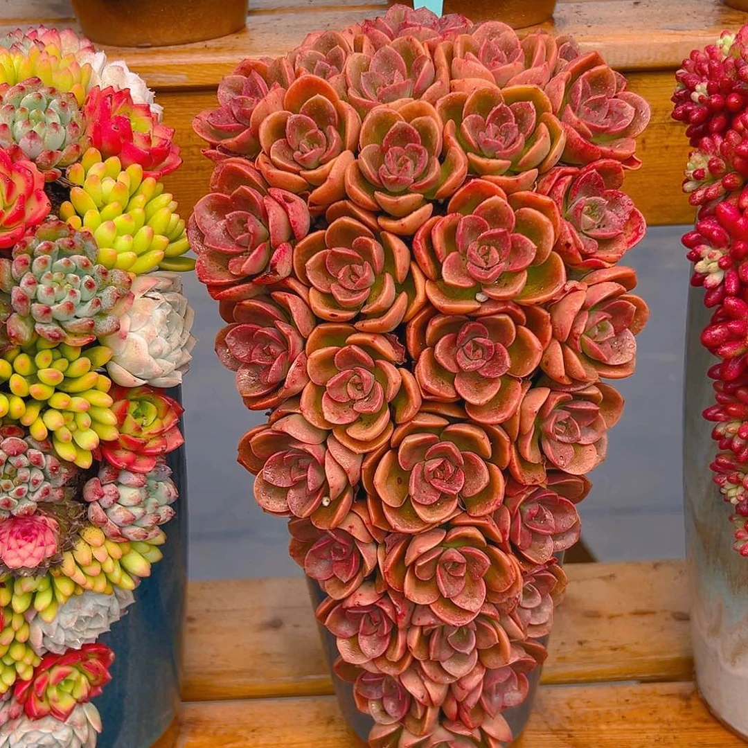 041巧克力玫瑰多肉组合花园