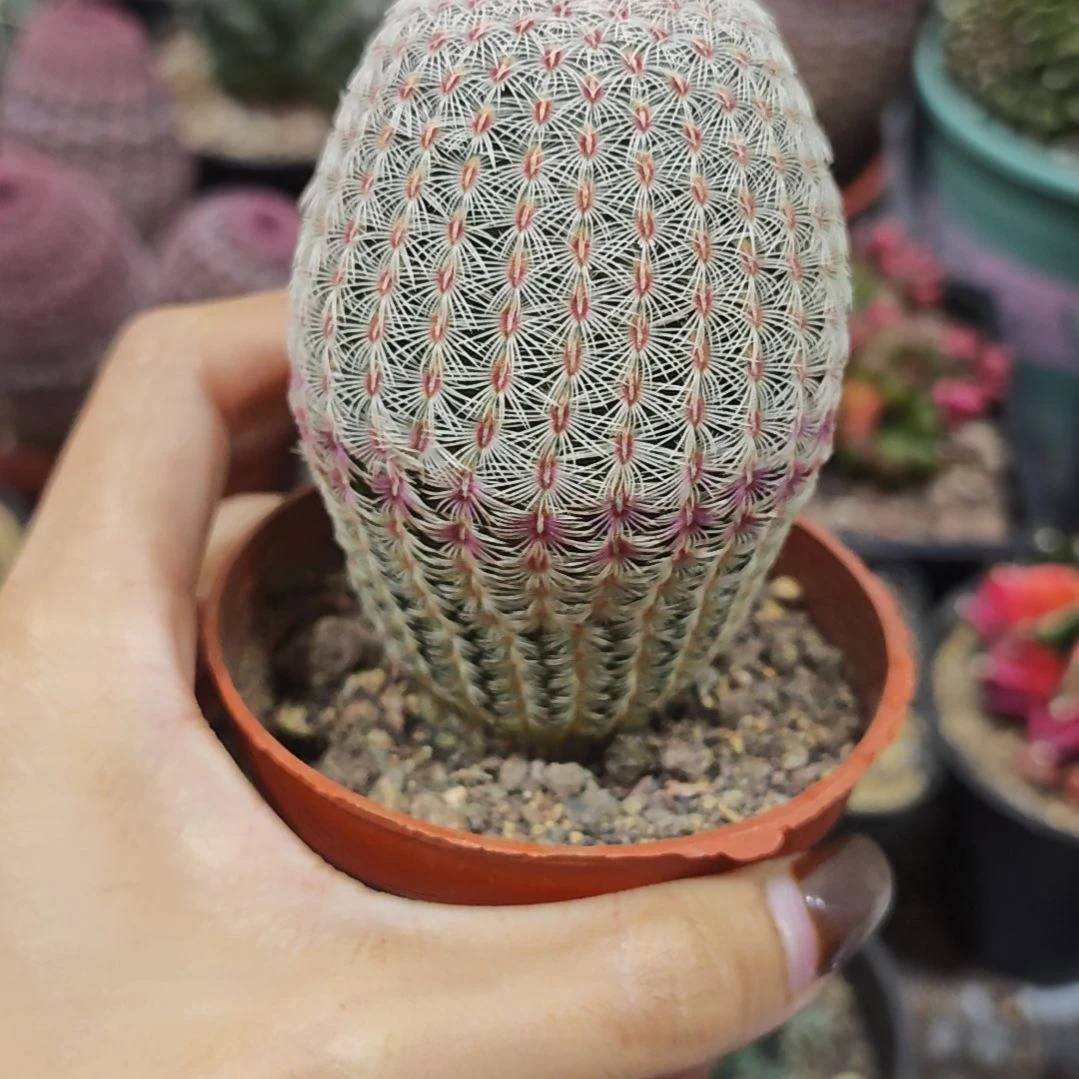 特价福利实生根红太阳