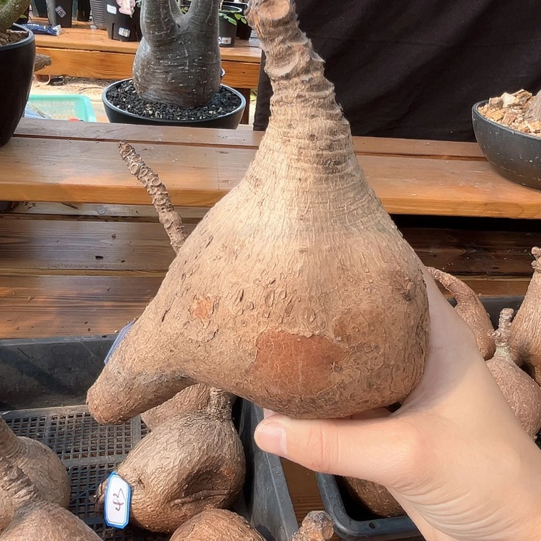 潮流植物奇异油柑，44号