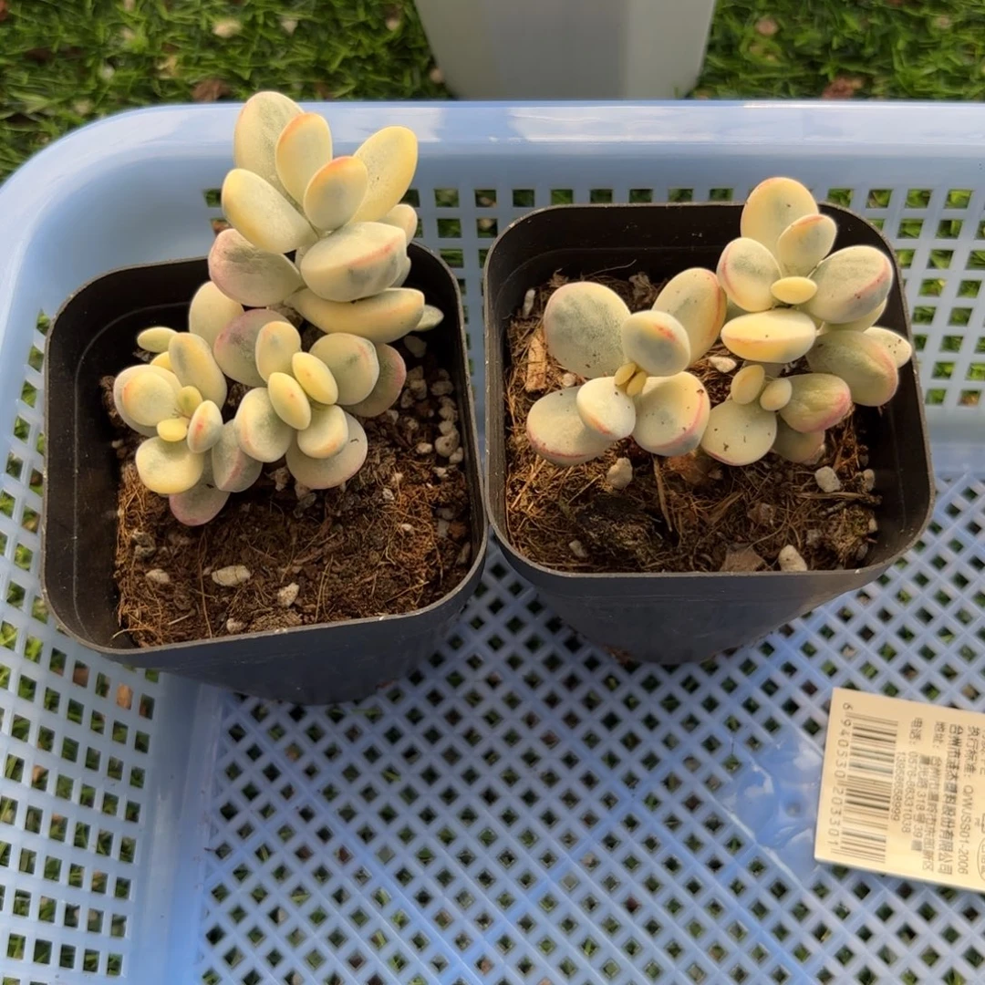 乒乓两颗带土发货