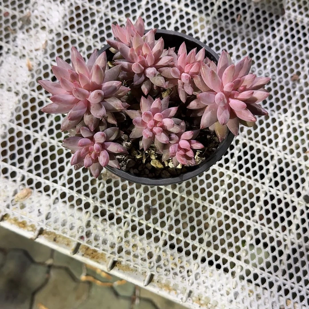 金鱼姬群生多肉植物