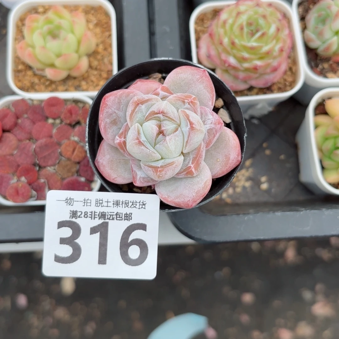 粉钻单头无盆土发货