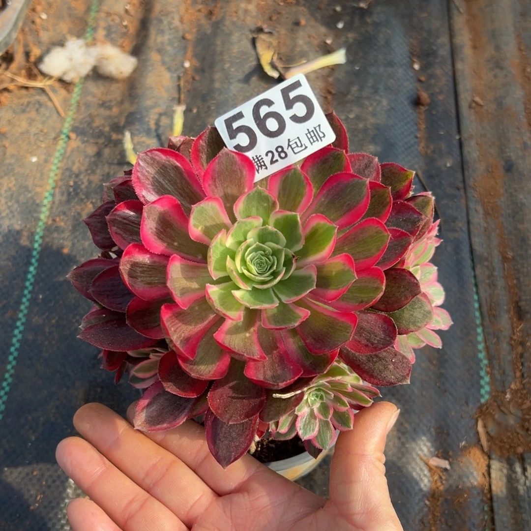 多肉植物565孔雀翎