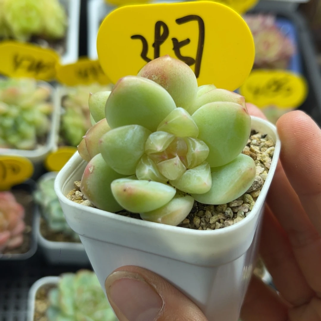 果冻珍妮双头3957
