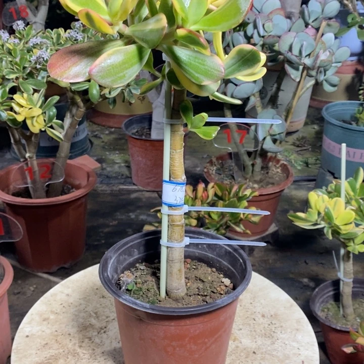 老花月锦一物一拍