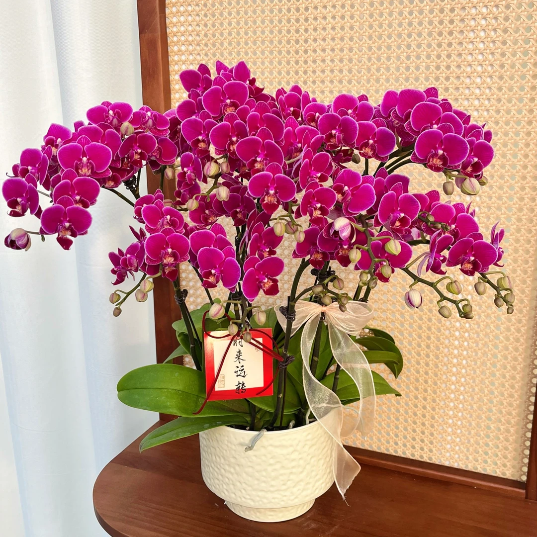 蝴蝶兰【红酒拉菲】欧洲进口 高端花卉 送礼乔迁 好养耐养碧绿爆根