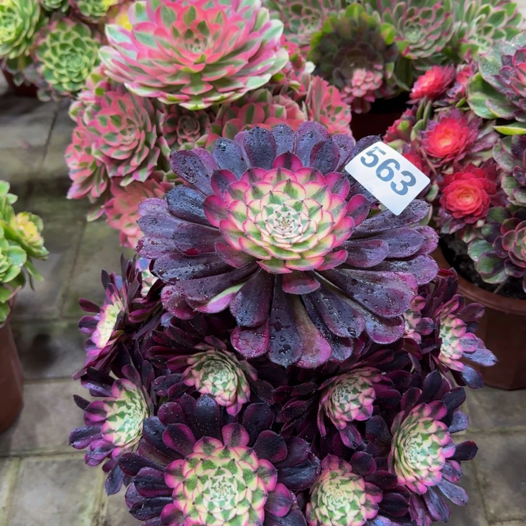 香***子多肉植物563红桐柏