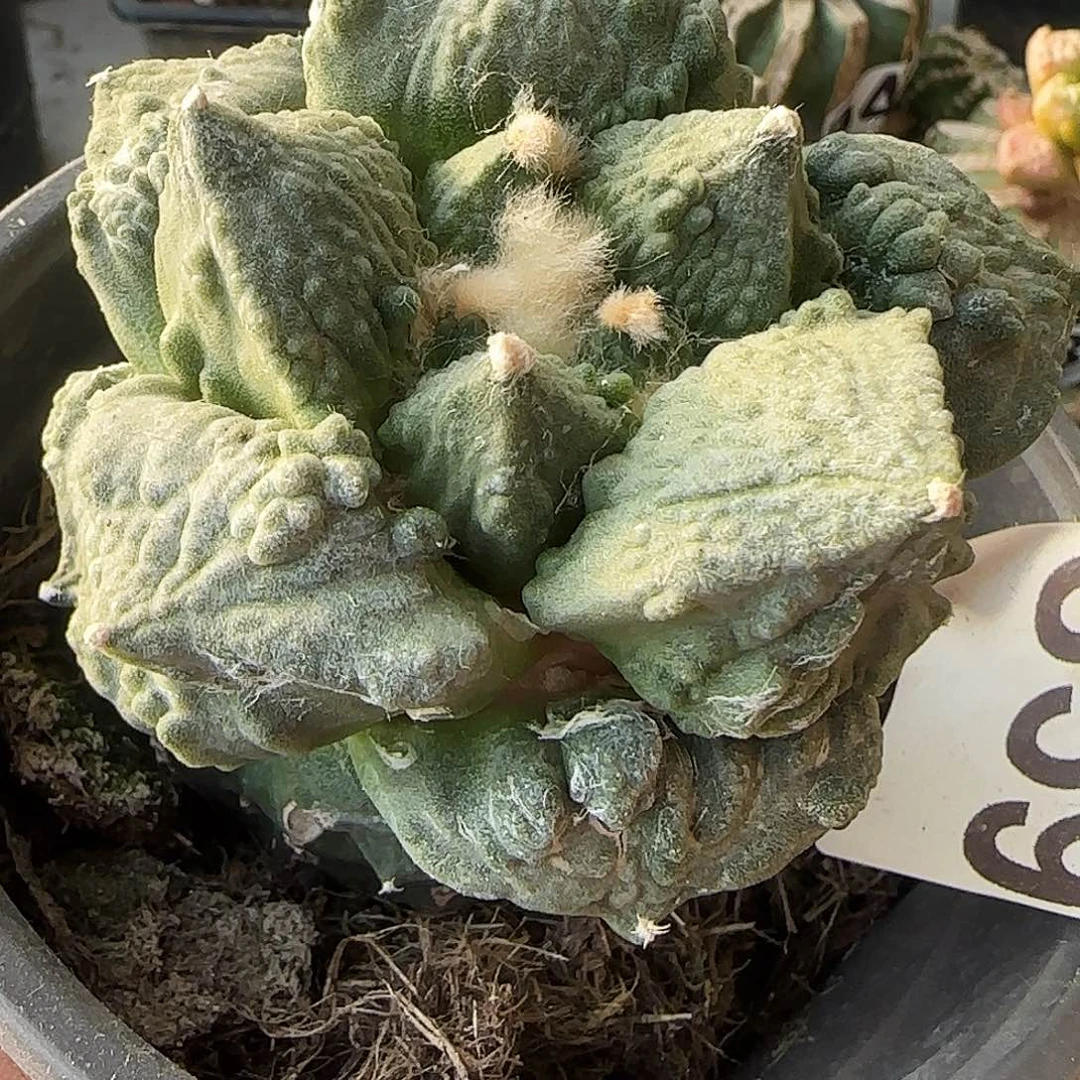 那***儿怒涛859仙人球开花