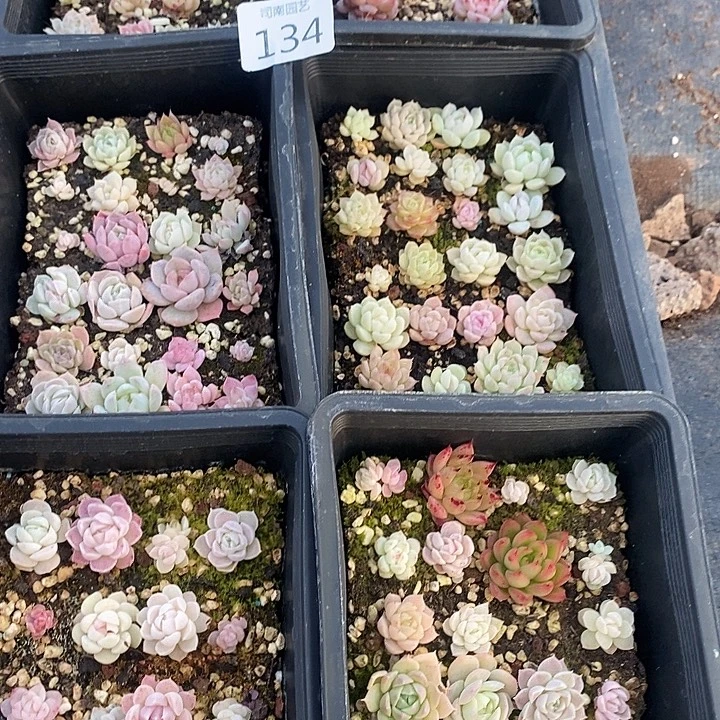 134 多肉植物盆栽花卉