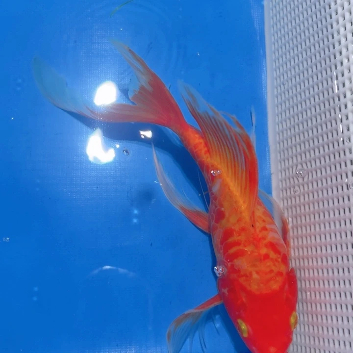 锦鲤锦鲤包邮包售后