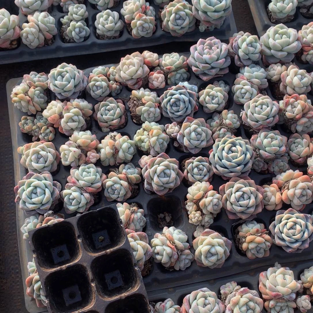 保温箱多肉一物一拍