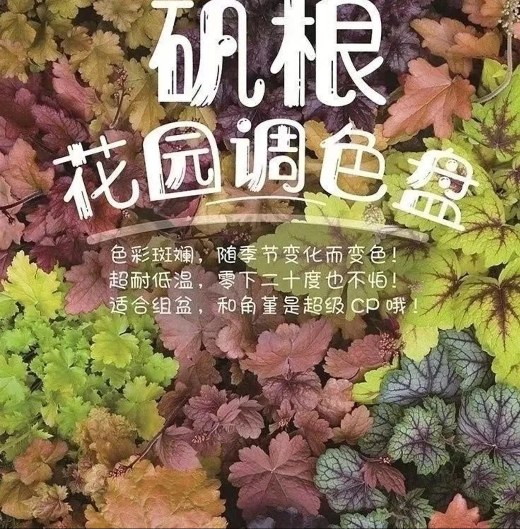 【多彩矾根】花园宿根植物耐寒耐阴适合户外庭院绿化观叶观花